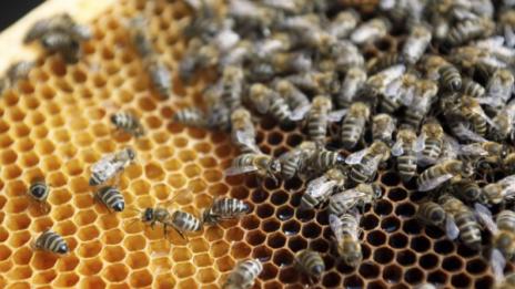 Мистерия: 70-годишна пчеларка – нажилена от 200 пчели