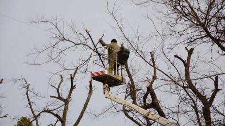 Заради санитарна сеч затварят част от ул. „Цар Асен“