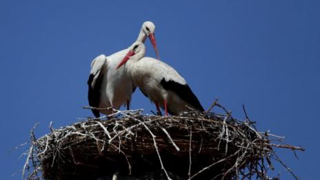 Откриха 17 умрели щъркели край електропроводи в Бургаско