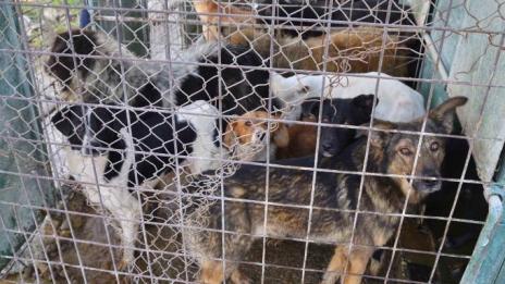 Зверство! Мъж отглежда кучета в клетки, но в… багажника на колата си