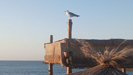 Новата седмица започва със съществено затопляне