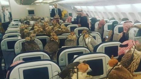 Саудитски принц купи 80 билета за своите птици (Видео)