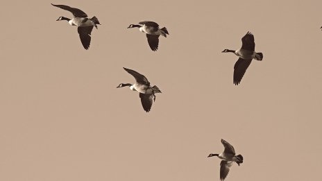 8 октомври e Световен ден на мигриращите птици