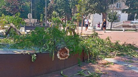 Kлон падна и рани човек в центъра на Варна