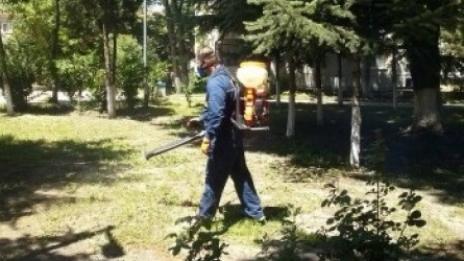 Общината: Няма тигрови комари във Варна
