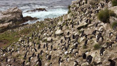 Продават остров, населен от 5 вида пингвини, 42 вида птици и 6000 овце