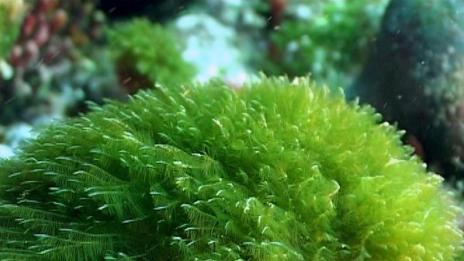 Осигуриха пари за производство на биомаса от водорасли