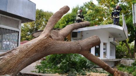 Дърво се стовари върху кабинката на митнически служители  