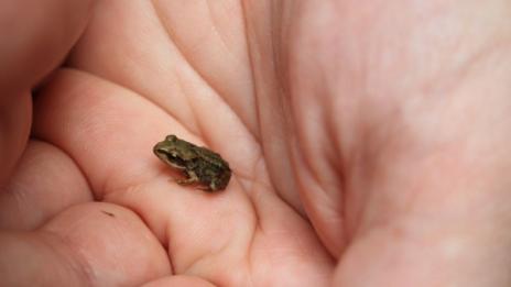 Откриха нов вид жаба, дълга... 2,5 см