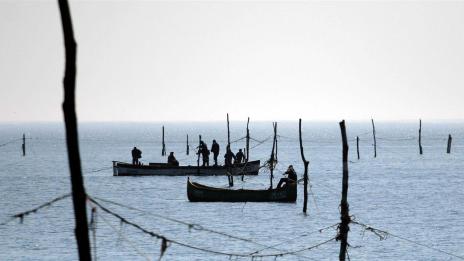 Нови видове риби навлизат в Черно море