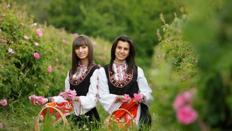 Няма неизкупени количества розов цвят