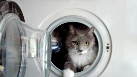 Котета оцеляха, след като се "въртяха" в пералня