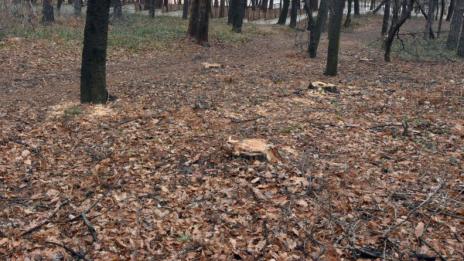 Спасиха двама ловци, изгубили се в гората в Шуменско