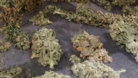 Хванаха четирима с трева във Варна