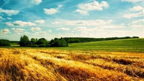 Цените на нивите и рентите във Варненско падат
