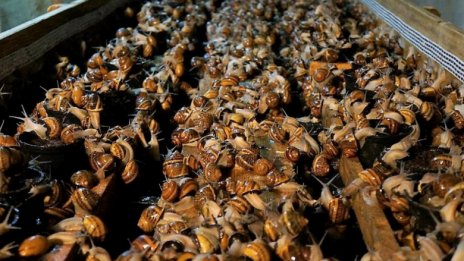 Разкриха оранжерия за марихуана във ферма за охлюви в Дебелец