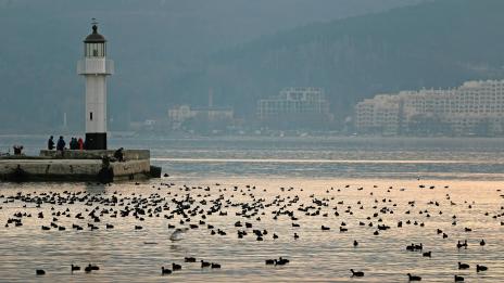 Броят зимуващите водолюбиви птици в България