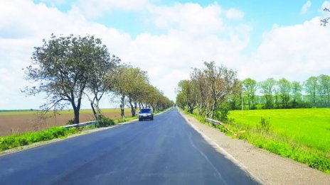 Ясеновите дървета съхнат в цяла Североизточна България