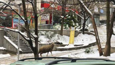 Изгубена овца се разходи в центъра на Шумен