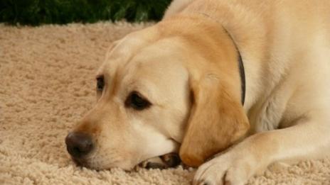 Кучетата разпознават лошите хора