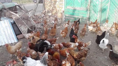 Семейство от Варна се оплака в РЗИ от курник в кв. Изгрев