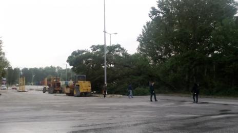 Огромно дърво затрупа кантар на ГКПП "Промахон"
