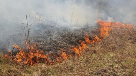 10 дка с посеви пшеница изгоряха край село Цонево