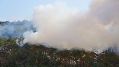 Пламна гората над кв. "Аспарухово"