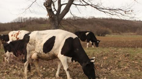 Само животни с изяснен здравен статус ще може да бъдат дарявани на социални заведения