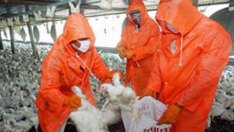 Огнище на птичи грип откриха в птицеферма в Добричко 