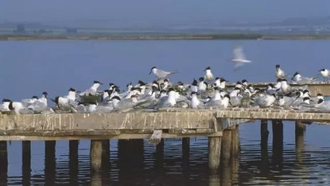 Правят изкуствен остров за гнездене на птици във Варненското езеро