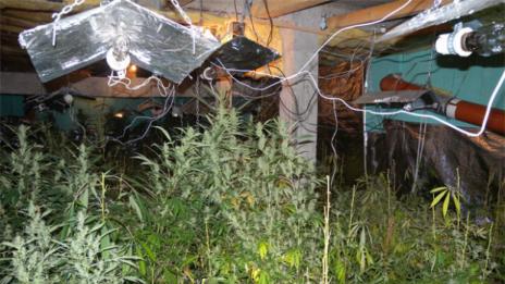 Разбиха наркооранжерия в Шумен, зареждала Силистра с дрога