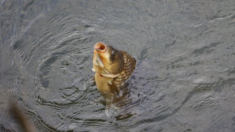 Варненски моряк споделя най-вкусната рецепта за никулденски шаран