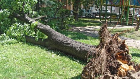 Вятърът събори 2 дървета в Пловдив – няма жертви