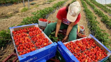 Испания дава €38 на ден за бране на ягоди, у нас – малко е