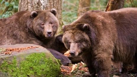 Мечки вилнеят из родопските села