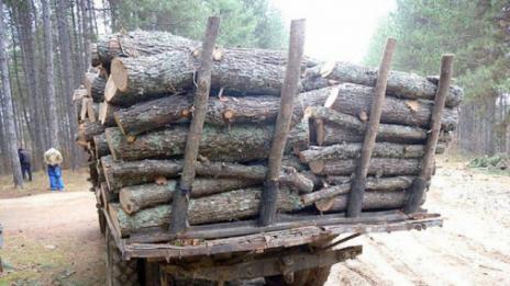 Близо 600 акта съставиха горските във варненско