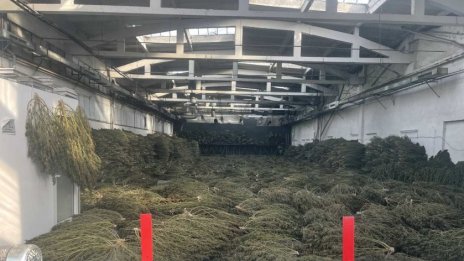Откриха голямо количество канабис в промишлената зона на Петрич