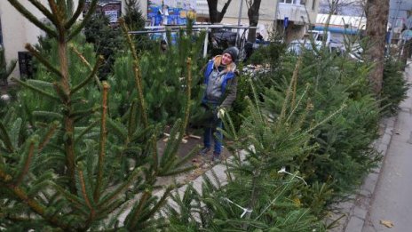 Елха – прескъпо удоволствие за Коледа. От 50 до над 150 лв. за бройка