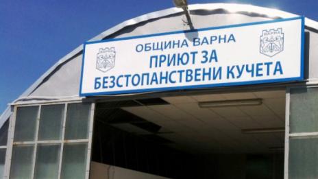 Пак отварят приюта в Каменар