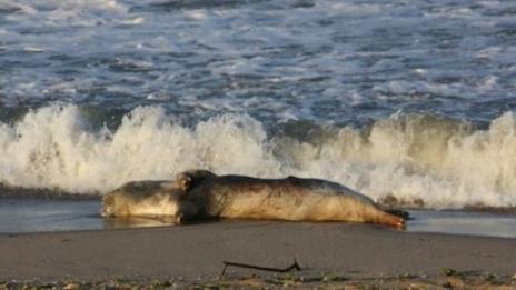 От кораб изпаднали труповете на телета по нашите брегове