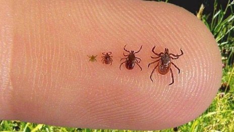 Извадиха 10 кърлежа от дете, разхождало се в парк в София