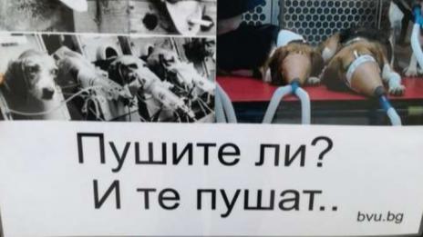 Протест в София срещу експериментите с животни