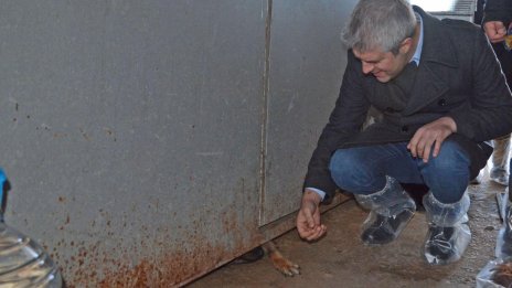 5 000 бездомни песа скитат във Варненско