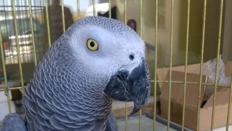 Задържаха пътник с 10 папагала жако на Капитан Андреево