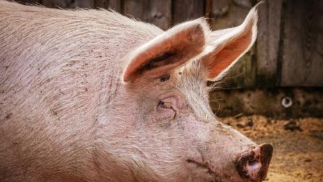 Заради чумата: Проверяват умъртвени ли са домашните прасета