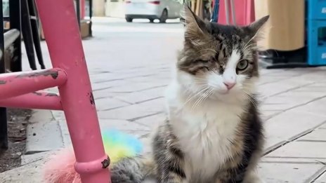  Шофьор на такси вози безплатно болен котарак до ветеринар във Варна