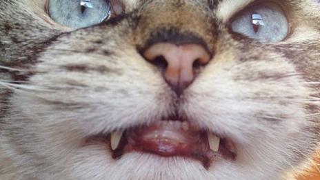 Котка-вампир стана хит в Instagram