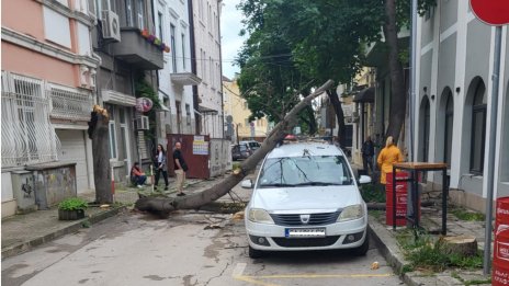 Дърво падна върху кола във Варна (СНИМКИ)