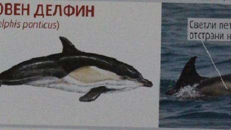 Организират ден на делфинитe